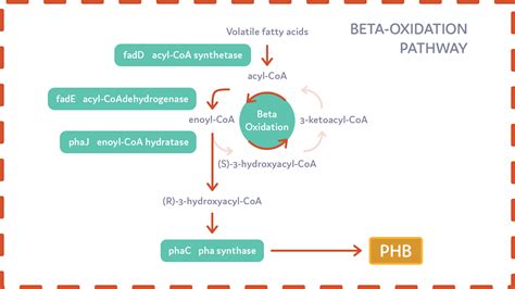 beta oxidation pathway|Solved t. In the beta oxidation pathway, which of these is .